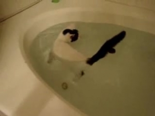 the cat who loves to swim