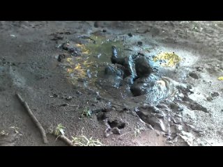 someone recording my mud bath in woods