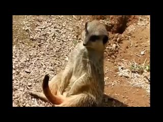 meerkat